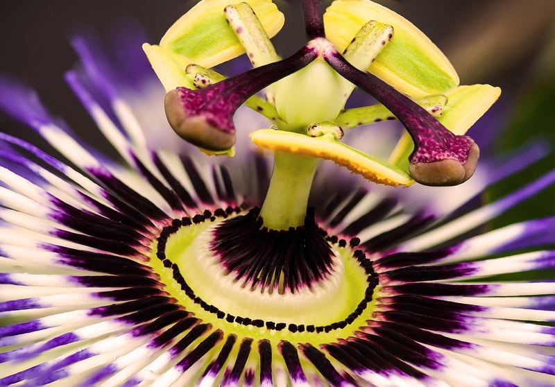 Phoenix Nectar
